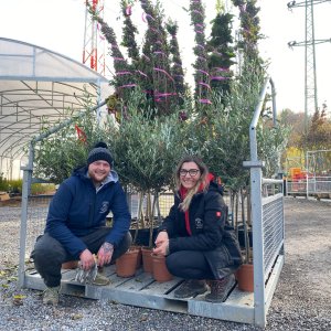 Olivovník európsky (Olea europaea) (-12°C) - výška 80-100 cm, kont. C5L – na kmienku